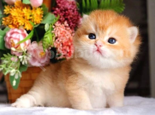 Mükemmel Kalite British Shorthair Golden Nyv12 görsel