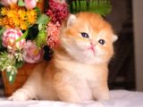 Mükemmel kalite british shorthair golden nyv12