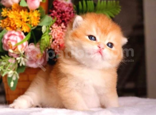 Mükemmel Kalite British Shorthair Golden Nyv12