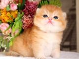 Mükemmel Kalite British Shorthair Golden Nyv12