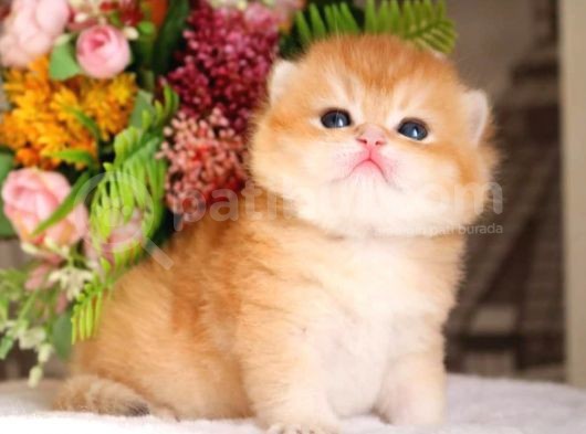 Mükemmel Kalite British Shorthair Golden Nyv12 görsel