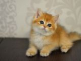 Bal Gibi Ny11 Golden British Shorthair