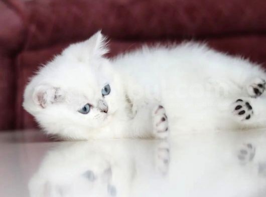 Mutluluk Verici Güzelliğiyle Silver British Short Hair görsel