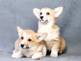 Pembroke Welsh Corgi