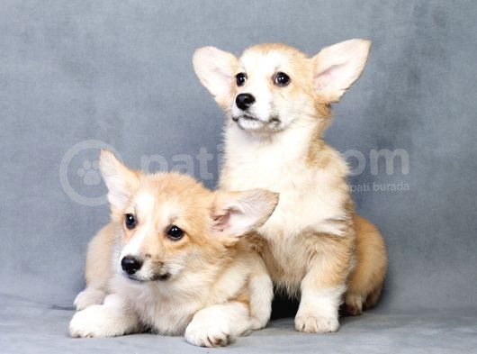 Pembroke Welsh Corgi görsel
