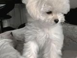 Orjinal Şeker Gibi Maltese Yavrularım