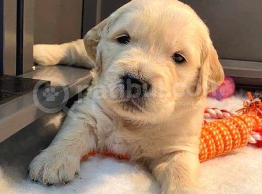 Babyface Golden Retri̇ever Yavrular görsel