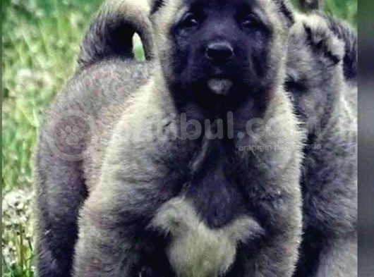 Dev Kangal Yavruları