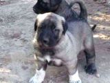 Dev Kangal Yavruları
