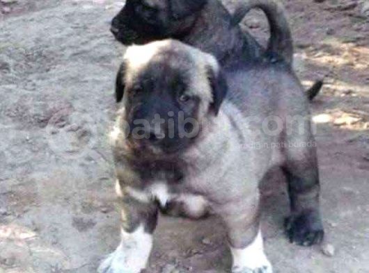 Dev Kangal Yavruları görsel