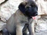 Dev Kangal Yavruları