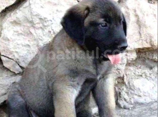 Dev Kangal Yavruları görsel