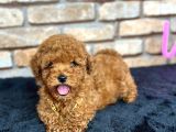 kıvırcık tüy yumağı toy poodle yavrularım