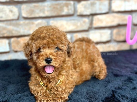 Kıvırcık Tüy Yumağı Toy Poodle Yavrularım