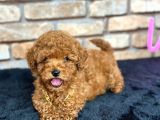 Kıvırcık Tüy Yumağı Toy Poodle Yavrularım