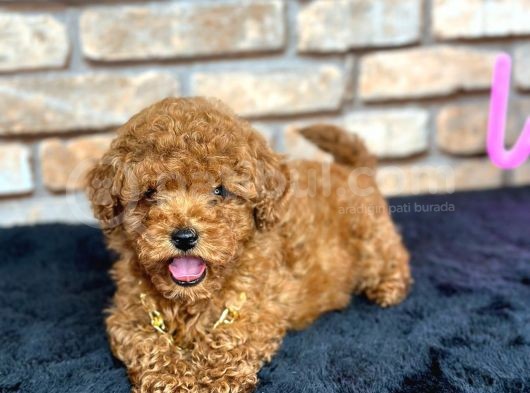 Kıvırcık Tüy Yumağı Toy Poodle Yavrularım görsel