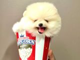 Boo Pomeranian Teddy Bear Ayi Surat Yavrularimiz