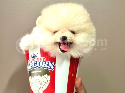 Boo Pomeranian Teddy Bear Ayi Surat Yavrularimiz görsel