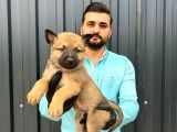 Üst Kali̇te Belçi̇ka Kurdu Yavrulari