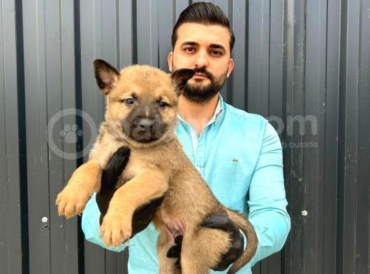 Üst Kali̇te Belçi̇ka Kurdu Yavrulari görsel