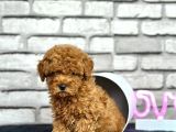 Kıvırcık Tüy Yumağı Toy Poodle Yavrularım