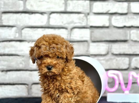 Kıvırcık Tüy Yumağı Toy Poodle Yavrularım görsel