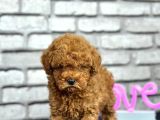 Kıvırcık Tüy Yumağı Toy Poodle Yavrularım