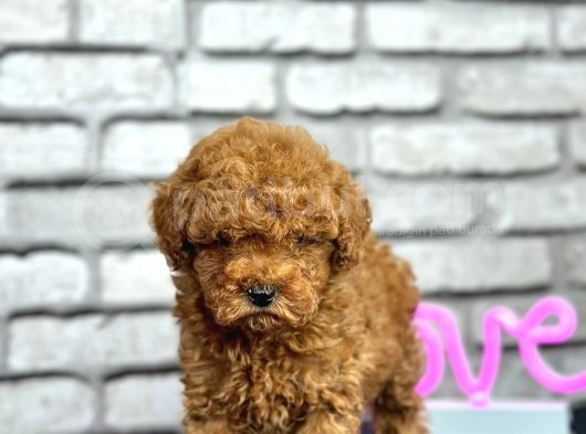 Kıvırcık Tüy Yumağı Toy Poodle Yavrularım görsel