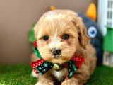Eşsiz Renkleriyle Maltipoo Yavrualar