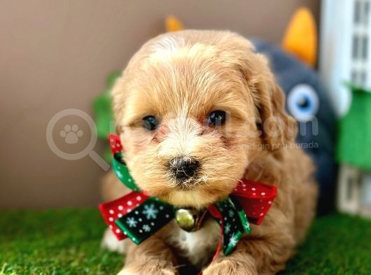 Eşsiz Renkleriyle Maltipoo Yavrualar görsel