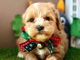 Eşsiz Renkleriyle Maltipoo Yavrualar