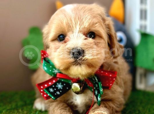 Eşsiz Renkleriyle Maltipoo Yavrualar görsel