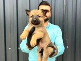 Üst Kali̇te Belçi̇ka Kurdu Yavrulari