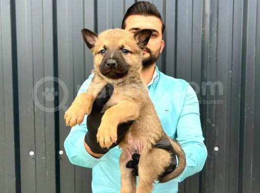 Üst Kali̇te Belçi̇ka Kurdu Yavrulari görsel