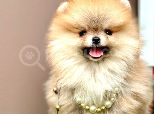 Boo pomeranian teddy bear ayi surat yavrularimiz