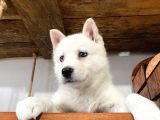 Mükemmel Husky Sibirya Kurdu Yavrularımız
