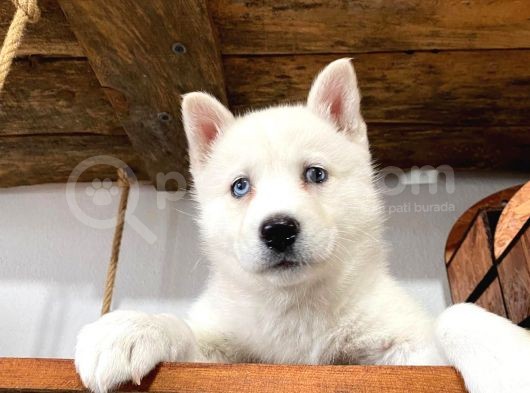 Mükemmel Husky Sibirya Kurdu Yavrularımız görsel