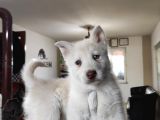 Mükemmel Husky Sibirya Kurdu Yavrularımız