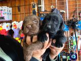 Safkan Labrador Retriever Yavrularımız