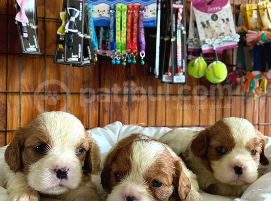 En Asil Irk Cavalier King Charles Spaniel Premium görsel