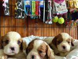 En Asil Irk Cavalier King Charles Spaniel Premium