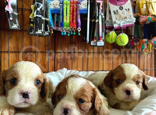 En Asil Irk Cavalier King Charles Spaniel Premium görsel