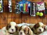 En Asil Irk Cavalier King Charles Spaniel Premium