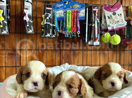 En Asil Irk Cavalier King Charles Spaniel Premium görsel