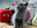SAFKAN BRİTTİSH SHORTHAİR