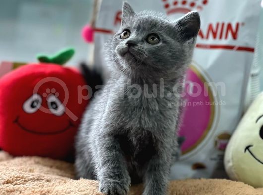 Safkan Bri̇tti̇sh Shorthai̇r