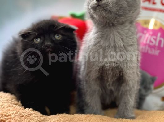 Safkan Bri̇tti̇sh Shorthai̇r görsel