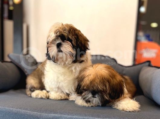 Shıh Tzu Yavrularımız görsel