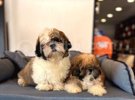Shıh Tzu Yavrularımız görsel