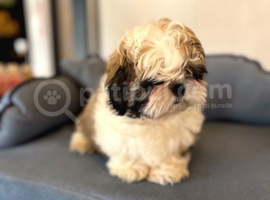 Shıh Tzu Yavrularımız görsel